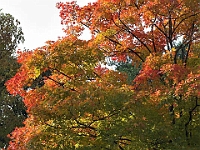 Rutger's Gardens 005